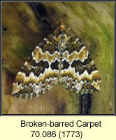 Broken-barred Carpet, Electrophaes corylata