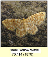 Small Yellow Wave, Hydrelia flammeolaria