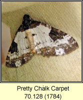Pretty Chalk Carpet, Melanthia procellata