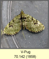 V-Pug, Chloroclystis v-ata