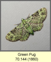 Green Pug, Pasiphila rectangulata