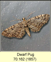 Eupithecia tantillaria