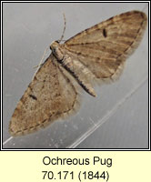 Ochreous Pug, Eupithecia indigata