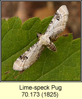 Lime-speck Pug, Eupithecia centaureata