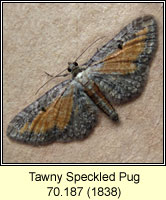 Tawny Speckled Pug, Eupithecia icterata ssp fulvata