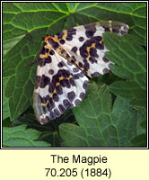 Magpie, Abraxas grossulariata