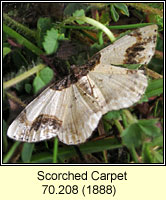 Scorched Carpet, Ligdia adustata