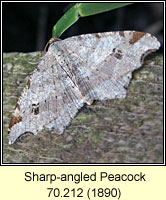 Sharp-angled Peacock, Macaria alternata