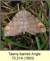 Tawny-barred Angle, Macari liturata