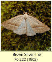 Brown Silver-line, Petrophora chlorosata
