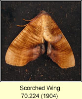 Scorched Wing, Plagodis dolabraria