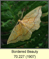 Bordered Beauty, Epione repandaria