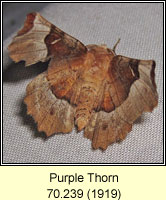 Purple Thorn, Selenia tetralunaria