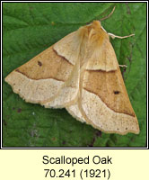 Scalloped Oak, Crocallis elinguaria