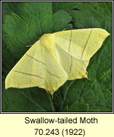 Swallow-tailed Moth, Ourapteryx sambucaria