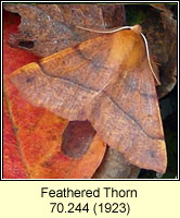 Feathered Thorn, Colotois pennaria