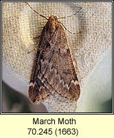 March Moth, Alsophila aescularia