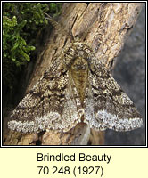 Brindled Beauty, Lycia hirtaria