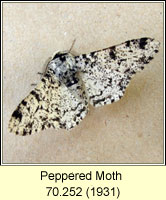 Peppered Moth, Biston betularia