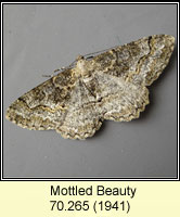 Mottled Beauty, Alcis repandata