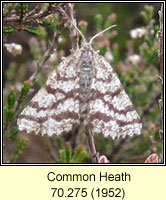 Common Heath, Ematurga atomaria