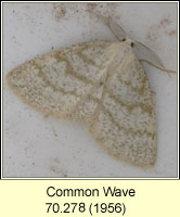 Common Wave, Cabera exanthemata