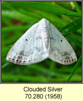 Clouded Silver, Lomographa temerata