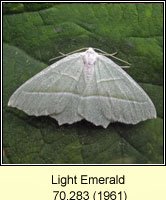 Light Emerald, Campaea margaritata