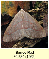 Barred Red, Hylaea fasciaria