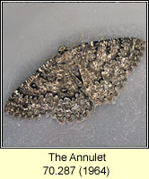 Annulet, Charissa obscurata