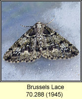 Brussels Lace, Cleorodes lichenaria