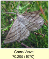 Grass Wave, Perconia strigillaria