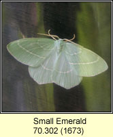 Small Emerald, Hemistola chrysoprasaria