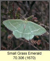 Small Grass Emerald, Chlorissa viridata