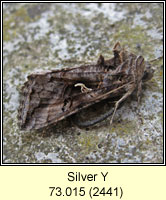 Silver Y, Autographa gamma