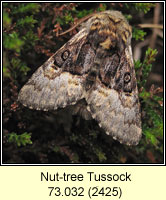 Nut-tree Tussock, Colocasia coryli