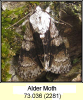 Alder Moth, Acronicta alni