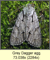 Grey Dagger agg, Acronicta agg