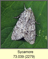 Sycamore, Acronicta aceris