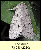 Miller, Acronicta leporina