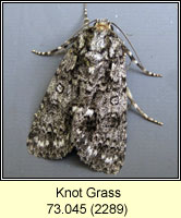 Knot Grass, Acronicta rumicis