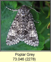 Poplar Grey, Acronicta megacephala