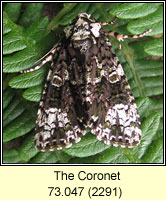 Coronet, Craniophora ligustri