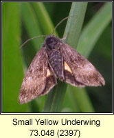 Small Yellow Underwing, Panemeria tenebrata