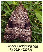 Copper Underwing agg, Amphipyra