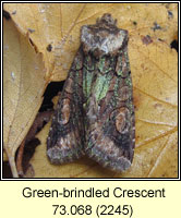 Green-brindled Crescent, Allophyes oxyacanthae