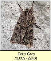 Early Grey, Xylocampa areola