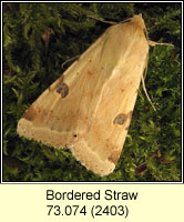 Bordered Straw, Heliothis peltigera