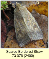 Scarce Bordered Straw, Helicoverpa armigera