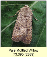 Pale Mottled Willow, Paradrina clavipalpis